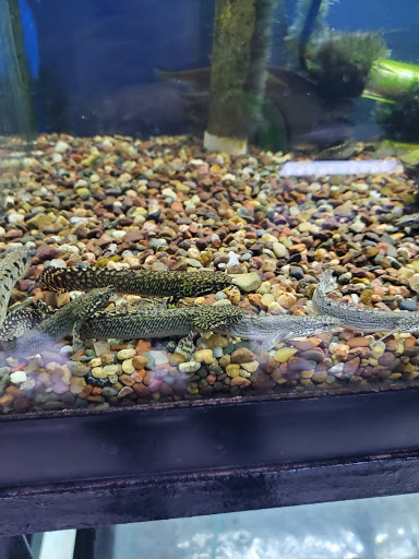 Pet Store «Animal Island Pet Shop», reviews and photos, 14411 S Cicero Ave, Midlothian, IL 60445, USA