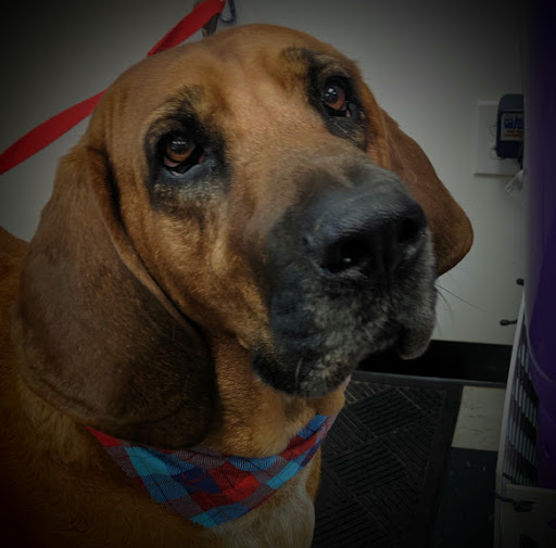 Pet Groomer «A Klassy Lassie, LLC», reviews and photos, 30 Old Jackson Rd, McDonough, GA 30252, USA