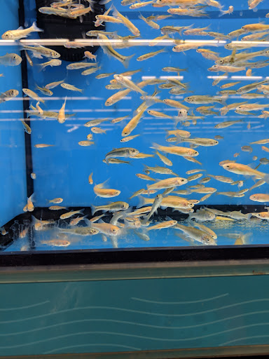 Pet Supply Store «Petco Animal Supplies», reviews and photos, 11 Cornerstone Square #200, Westford, MA 01886, USA