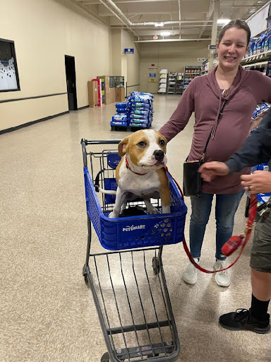 Pet Supply Store «PetSmart», reviews and photos, 1196 W Olive Ave, Merced, CA 95348, USA