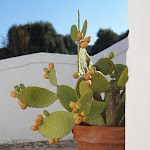 Photo n°5 de l'avis de Silvia.a fait le 07/09/2020 à 10:20 sur le  Masseria Le Carrube à Ostuni