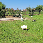 Photo n°43 de l'avis de Salvatore.T fait le 15/08/2023 à 13:58 sur le  La Pioppa à Villa Guardia