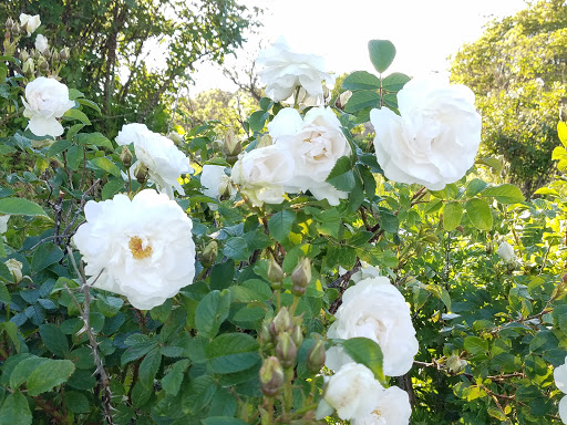 Park «Branford Point», reviews and photos, 4 Harbor St, Branford, CT 06405, USA