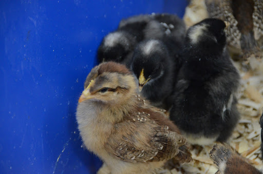 Hardware Store «Whitmore Ace Hardware», reviews and photos, 210 S State St, Manhattan, IL 60442, USA