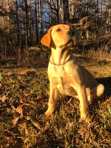 Pet Supply Store «Pet Supplies Plus», reviews and photos, 7467 St Andrews Rd, Irmo, SC 29063, USA