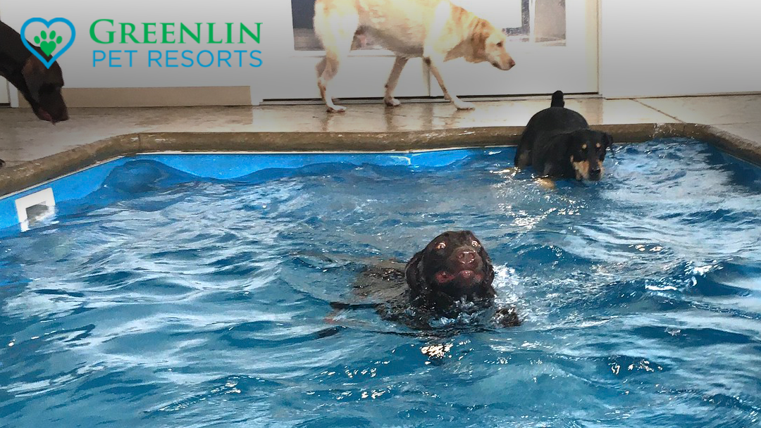 Greenlin Pet Resorts