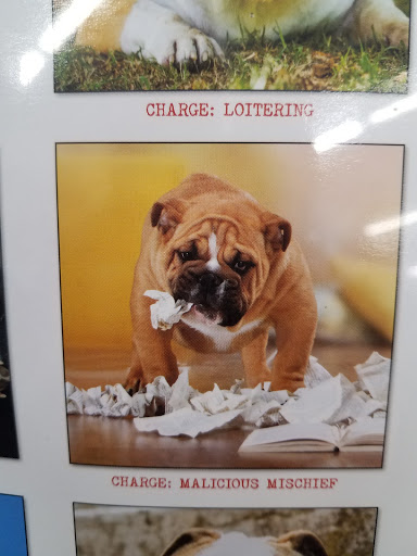 Pet Supply Store «Pet Supplies Plus», reviews and photos, 7954 Brewerton Rd #400, Cicero, NY 13039, USA