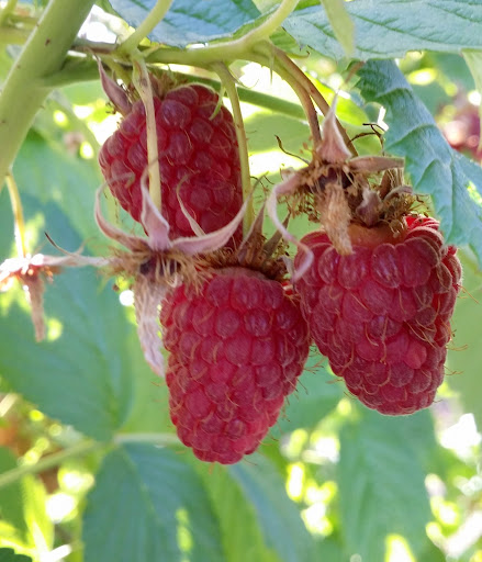 Produce Market «B&P Hitz Fruit Farm (Apples N Produce)», reviews and photos, 14070 Wilco Hwy NE, Woodburn, OR 97071, USA