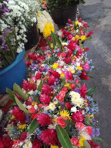 Venta De Flores Col. Monja Blanca z5