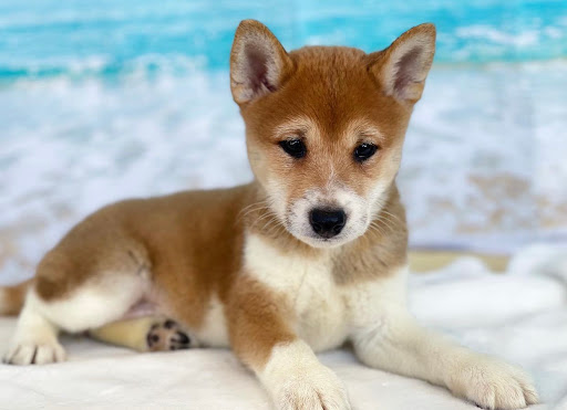 Dog Breeder «Playful Pets», reviews and photos, 115 Ridge Pike, Conshohocken, PA 19428, USA