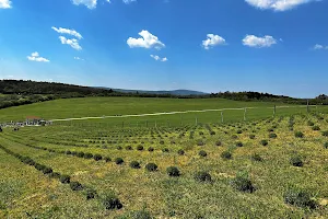 Proud Mountain Lavender Meadow image