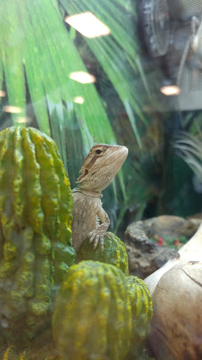 Pet Supply Store «PetSmart», reviews and photos, 2435 Prairie Center Pkwy, Brighton, CO 80601, USA