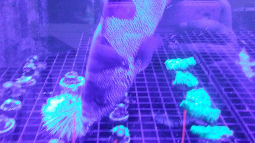 Aquarium «Fish Collection Inc», reviews and photos, 1609 NE 163rd St, North Miami Beach, FL 33162, USA