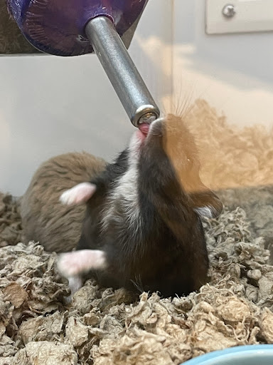 Pet Supply Store «Petco Animal Supplies», reviews and photos, 5994 Montana Ave, El Paso, TX 79925, USA