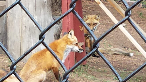 Wildlife Park «Colorado Wolf and Wildlife Center», reviews and photos, 4729 Twin Rocks Rd, Divide, CO 80814, USA