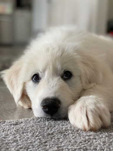 Animal Rescue Service «1 Love Dog Rescue», reviews and photos