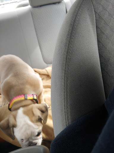 Pet Supply Store «Dog Krazy, Inc.», reviews and photos, 10681 Spotsylvania Ave, Fredericksburg, VA 22408, USA