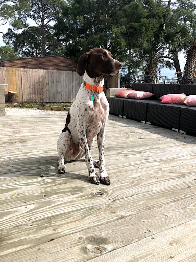 Pet Groomer «Dog Gone Cute Grooming & Bowtique», reviews and photos, 446 Racetrack Rd NW Unit F, Fort Walton Beach, FL 32547, USA