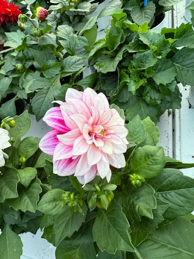 Florist «TG Designs», reviews and photos, 19231 Longmeadow Rd, Hagerstown, MD 21742, USA