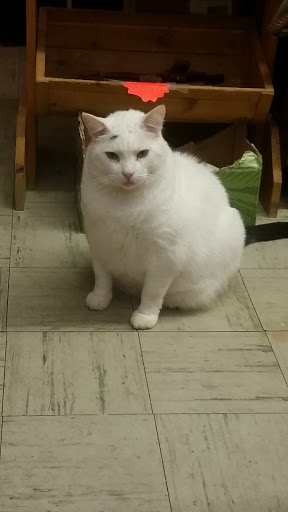 Pet Groomer «The Wagging Tail Pet Nutrition Center», reviews and photos, 337 U.S. 9, Cape May, NJ 08204, USA