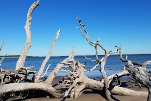 Big Talbot Island Boneyard Beach image