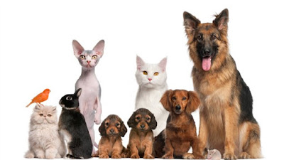 Veterinaire Dr Susanne Schaefer à Faches-Thumesnil