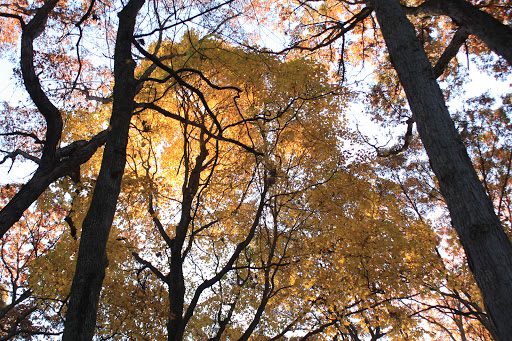 Nature Preserve «Messenger Woods Nature Preserve», reviews and photos, 13800 W Bruce Rd, Homer Glen, IL 60491, USA