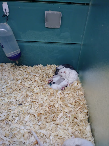 Pet Store «Incredible Pets Inc», reviews and photos, 2255 N Wickham Rd # 102, Melbourne, FL 32935, USA