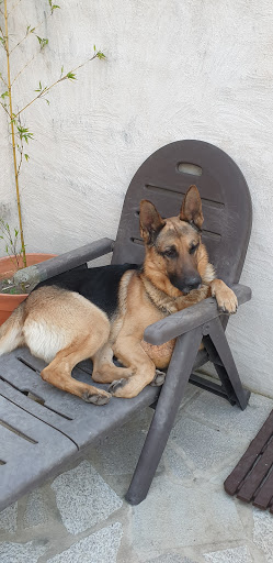 Veterinaria Zarpiñas en O Rosal