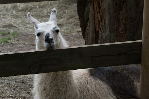 Zoo Bailiwick Animal Park And Riding Stables Reviews And Photos 118 Castle Rd Catskill