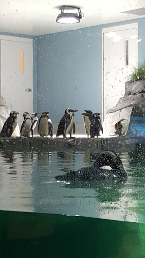 Tourist Attraction «OdySea Mirror Maze», reviews and photos, 9500 East Vía de Ventura #200, Scottsdale, AZ 85256, USA