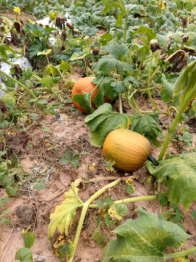 Tourist Attraction «Mitcham Farm», reviews and photos, 797 W Macedonia Church Rd, Oxford, GA 30054, USA