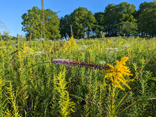 Nature Preserve «Arthur L. Janura Forest Preserve», reviews and photos, IL-58, Elgin, IL 60120, USA