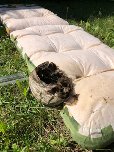 Bluepest DDD - Deratyzacja, Dezynfekcja, Ozonowanie, Usuwanie gniazd os, szerszeni, - Kędzierzyn-Koźle