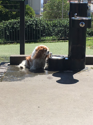 Lafayette Park Dog Play Area