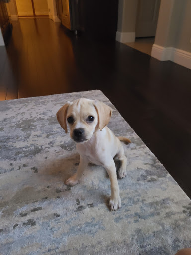 Pet Store «Wholesome Hound», reviews and photos, 198 Tamiami Trail N, Naples, FL 34102, USA