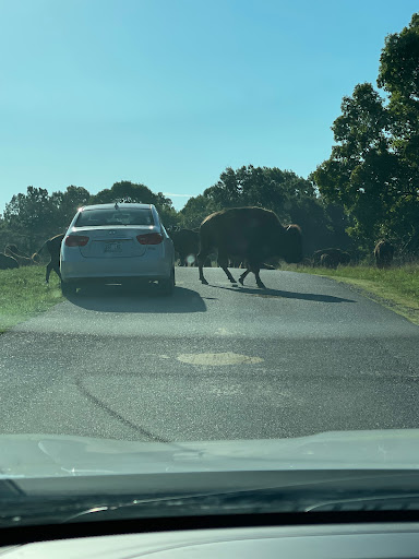 Nature Preserve «Elk and Bison Prairie», reviews and photos, Elk & Bison Prairie Rd, Golden Pond, KY 42211, USA