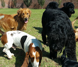 Fetch! K9 Services photo