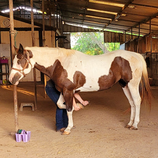 Horse breeder Brownsville