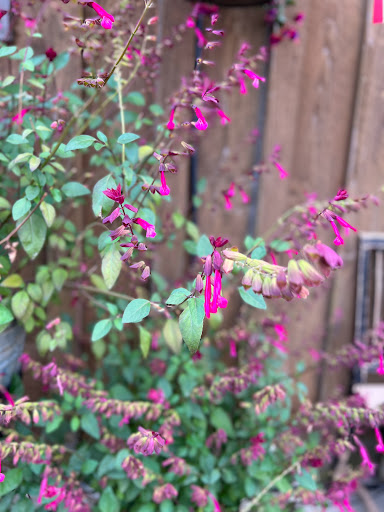 Produce Market «Boones Ferry Berry Farms», reviews and photos, 19602 NE Boones Ferry Rd, Hubbard, OR 97032, USA