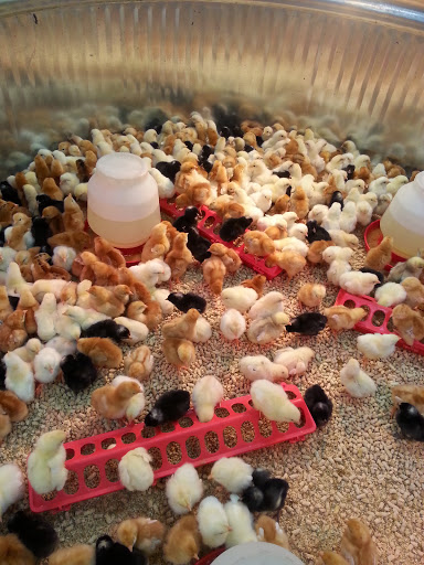 Department Store «Coastal Farm & Ranch», reviews and photos, 3865 OR-8, Cornelius, OR 97113, USA