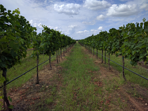 Winery «Hilmy Cellars - Vineyards, Winery & Tasting Room», reviews and photos, 12346 US-290, Fredericksburg, TX 78624, USA