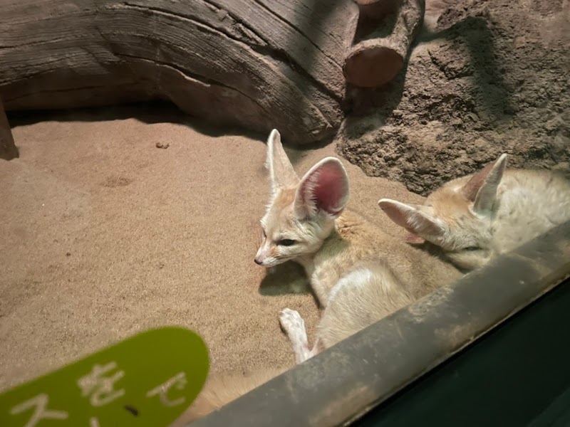 夜行性動物館