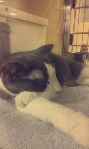 Pet Supply Store «PetSmart», reviews and photos, 637 Woodbury Glassboro Rd, Sewell, NJ 08080, USA