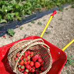 Photo n° 3 de l'avis de Lucy.o fait le 06/06/2022 à 16:00 pour Cueillette de Troyes L'Espérance à Mesnil-Sellières