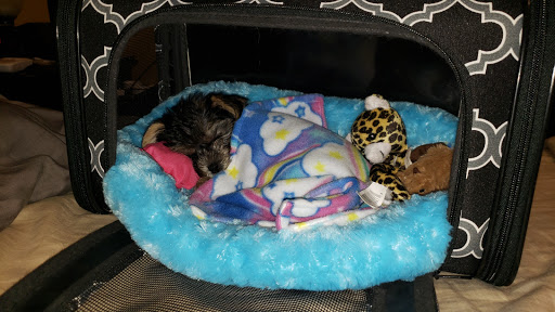 Pet Store «Dream Puppys», reviews and photos, 1461 Westgate Pkwy, Dothan, AL 36303, USA