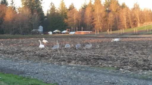 Amusement Center «Maris Farms», reviews and photos, 25001 Sumner Buckley Hwy, Buckley, WA 98321, USA