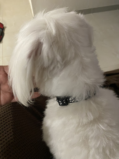 Pet Supply Store «PetSmart», reviews and photos, 1836 Joe Battle Blvd, El Paso, TX 79936, USA