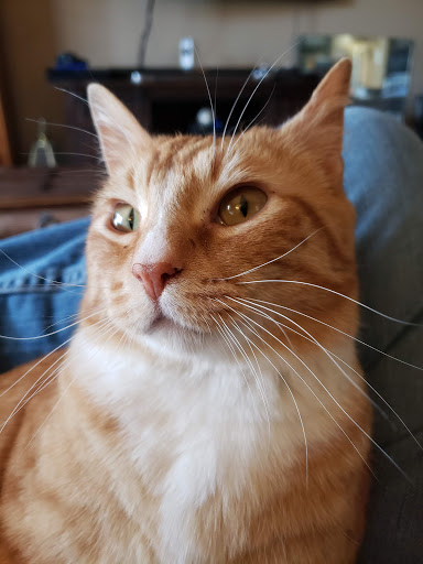 Pet Store «Paws Natural Pet Emporium», reviews and photos, 8551 W Gage Blvd, Kennewick, WA 99336, USA