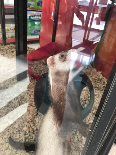 Pet Supply Store «Petco Animal Supplies», reviews and photos, 8700 Preston Rd #105, Plano, TX 75024, USA